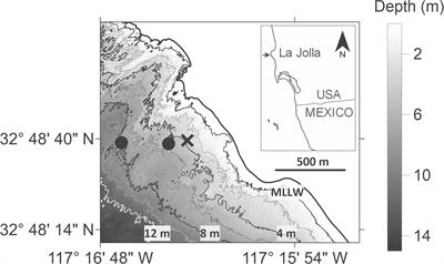 High Larval Concentrations and Onshore Transport of Barnacle Cyprids Associated With Thermal Stratification